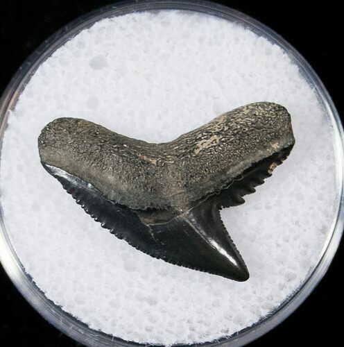 Fossil Tiger Shark Tooth - South Carolina #17312